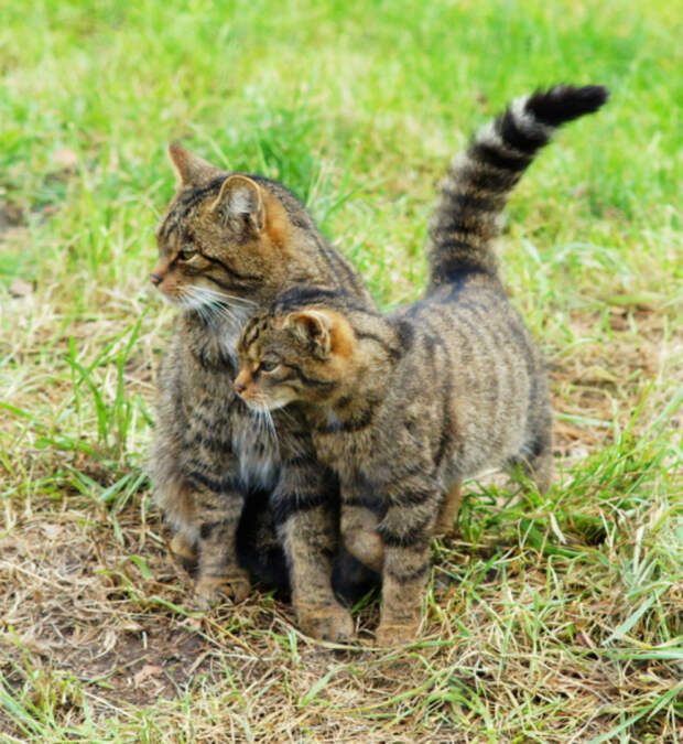 Шотландская дикая кошка