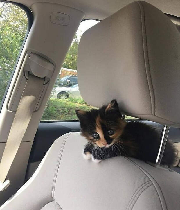 Милые малыши-котята растопят ваше сердце