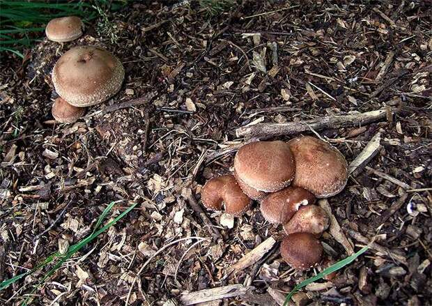Шиитаке (Lentinula edodes), фото грибы фотография