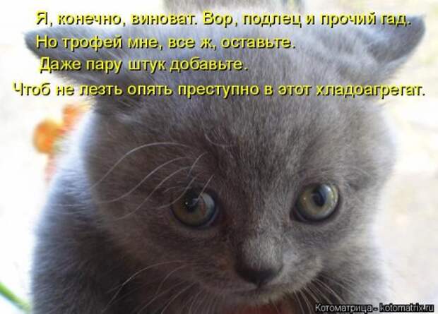 Новая котоматрица для хорошего настроения (28 фото)