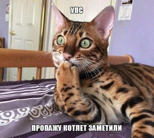 Субботний котопост коты, кошки, приколы с котами., смешные коты