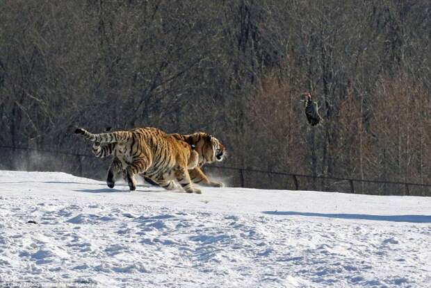 Эпичное падение тигра на спину в результате неудачной попытки поймать птицу животные, птица, тигр