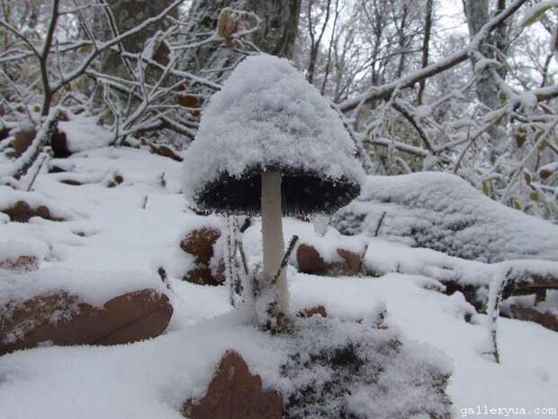 Зимой за грибами история, факты