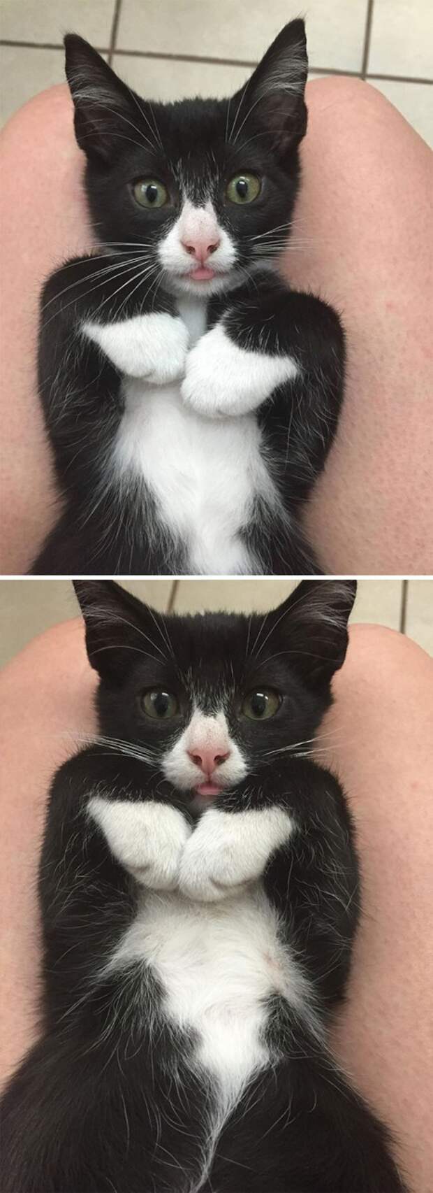 I Volunteer At A Local Rescue And This Happened