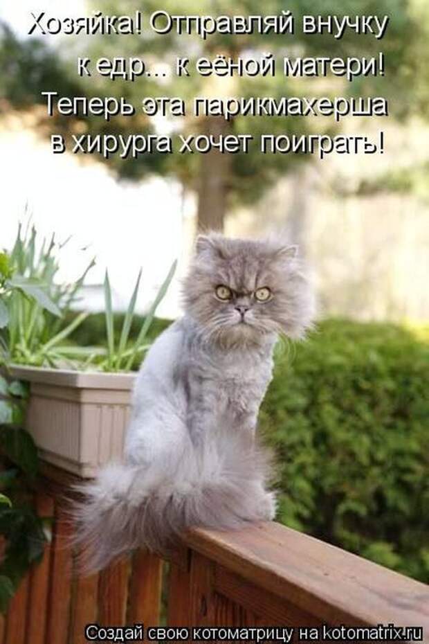 Лучшие котоматрицы недели