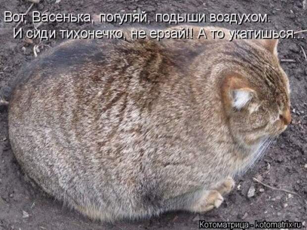 Еженедельная котоматрица (33 фото)