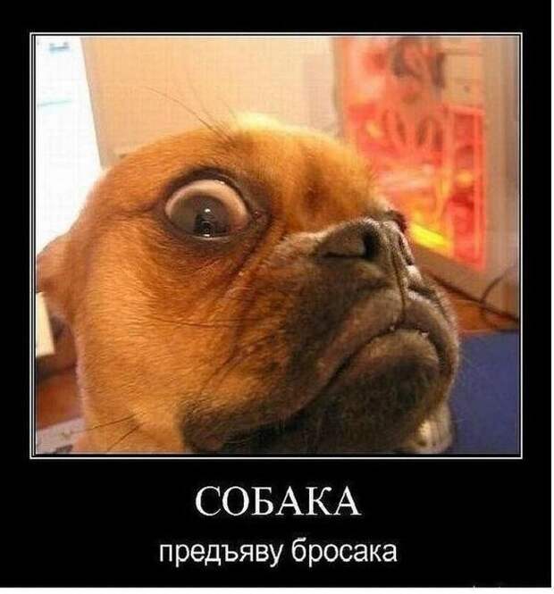 Демотиваторы (31 фото)