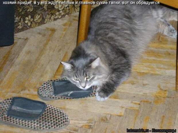 Котоматрица