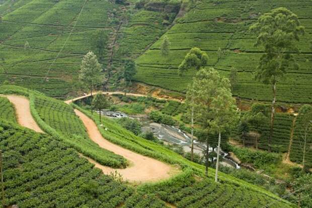 Шри-Ланка-плантации