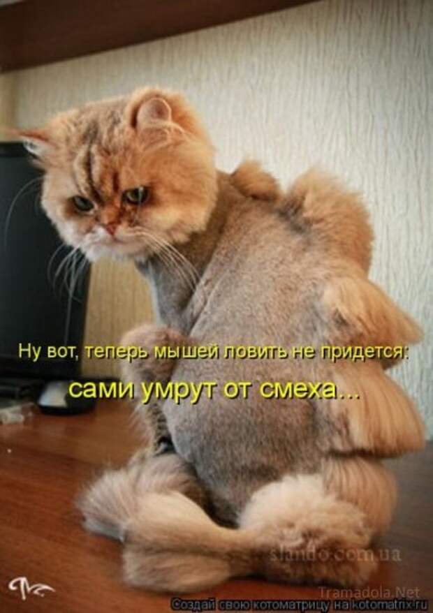 Котоматрица 18