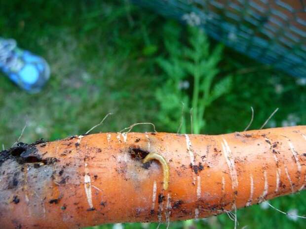 Проволочник — личинка жука-щелкуна. Золотистый червячок не просто делает механические повреждения — глубокие ходы, и ест корнеплод изнутри. Обычно отверстие ещё и становится "входными воротами" для грибков и бактерий, из-за которых урожай гниёт. Есть такое вы вряд ли будете!