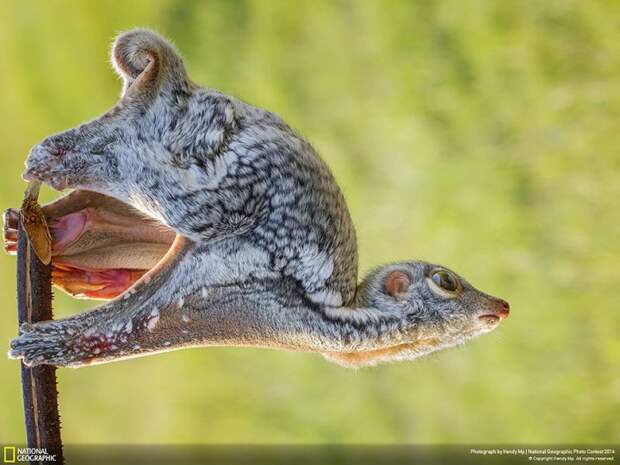 лучшие снимки фотоконкурса National Geographic 2014 лемур