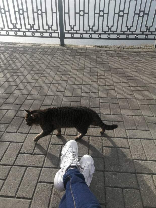 Прогулка по «зимней» Анапе, и коты. часть 2.