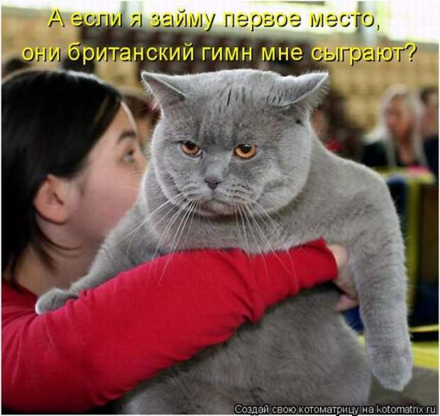 Котоматрицы(картинки с надписями)
