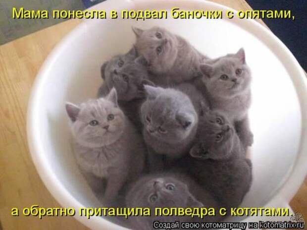 Котоматрицы(картинки с надписями)