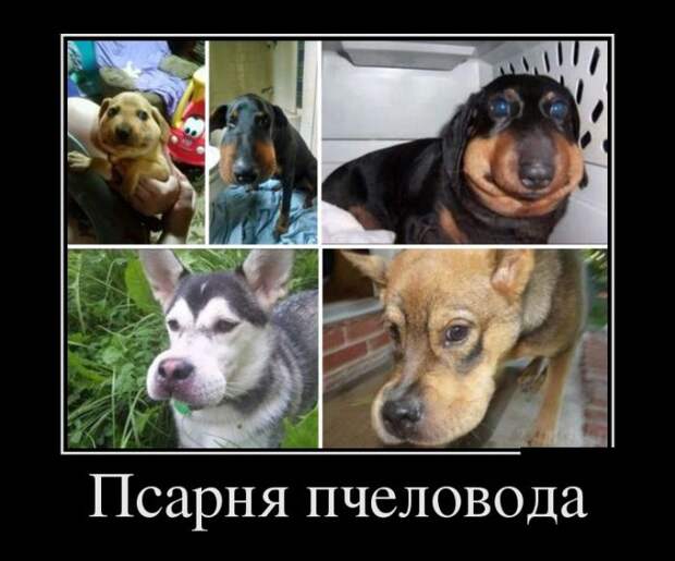Демотиваторы (30 фото)