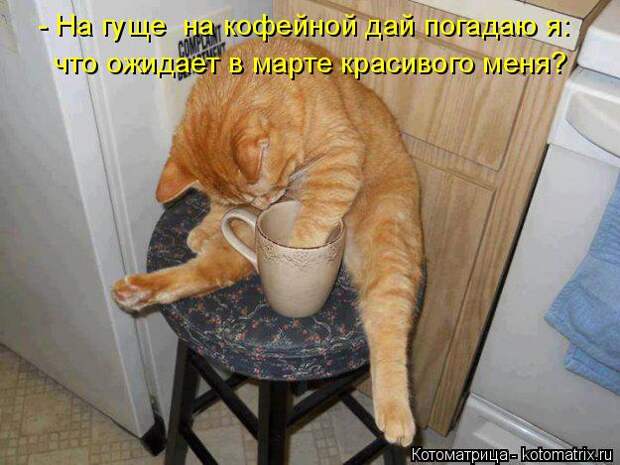 Котяры на приколе и их шаловливые друзья (35 фото)