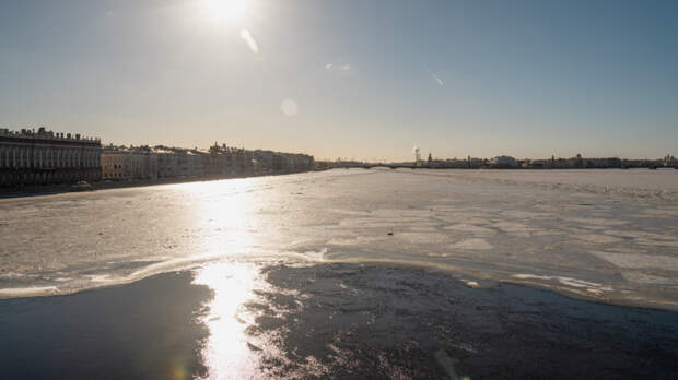 Петербуржцы приняли пакет за нерпу, ставшую жертвой ворон