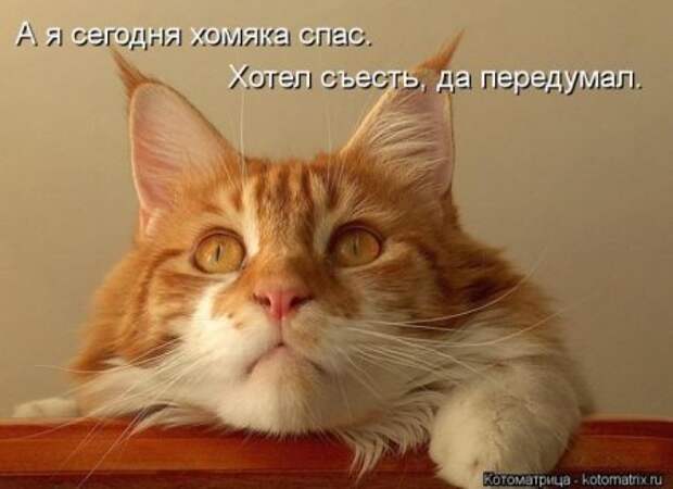 Котоматрицы