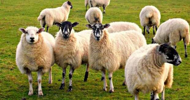 В деревне Матвеевцы кто-то высасывает кровь из овец