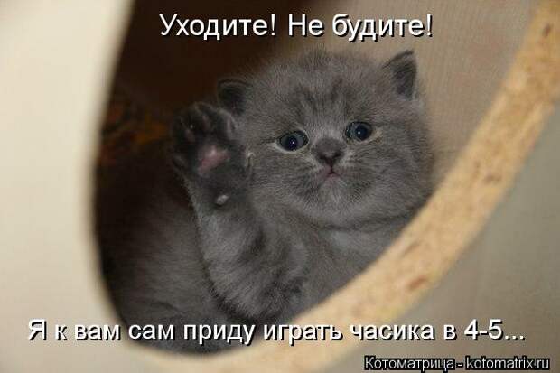 Клёвые отрывные котоматрицы (30 фото)