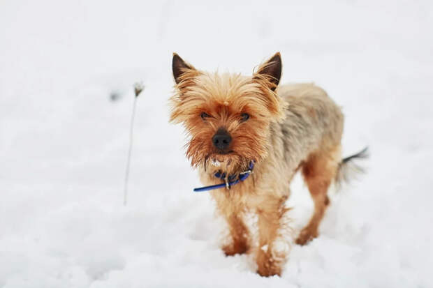 Йоркширский терьер: крысолов из прошлого и компаньон в настоящем