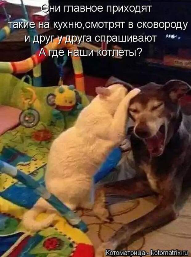 Котоматрицы (картинки с надписями)