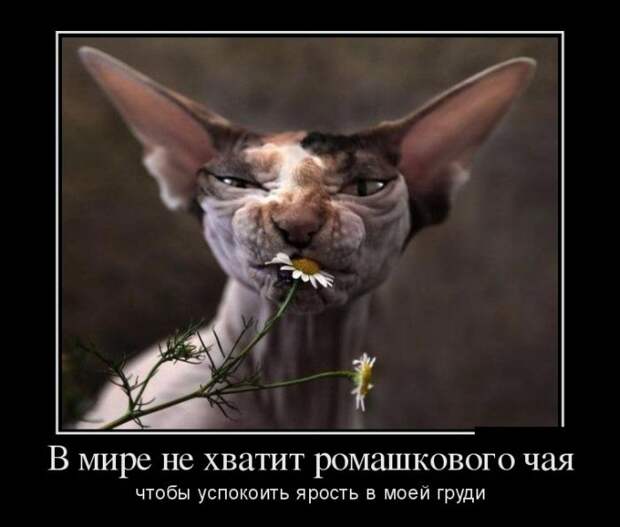 Подборка демотиваторов демотиватор, юмор