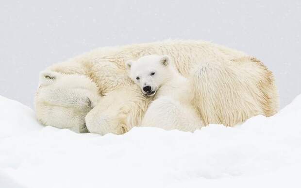 Белые медведи на Шпицбергене, Норвегия