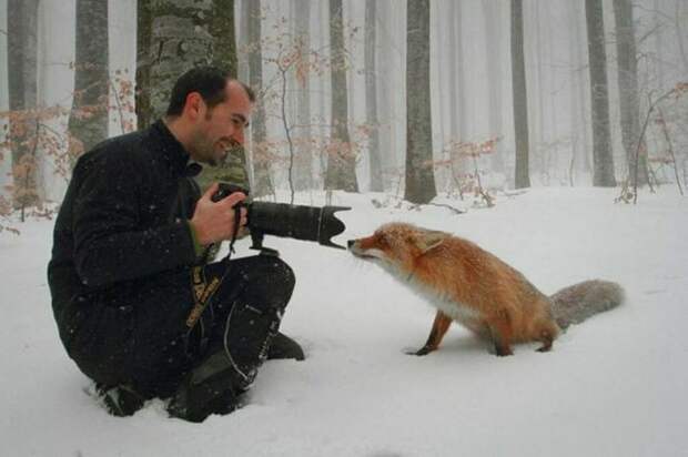 Фотограф и любопытная лиса