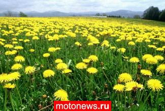 Шины будущего из… одуванчиков