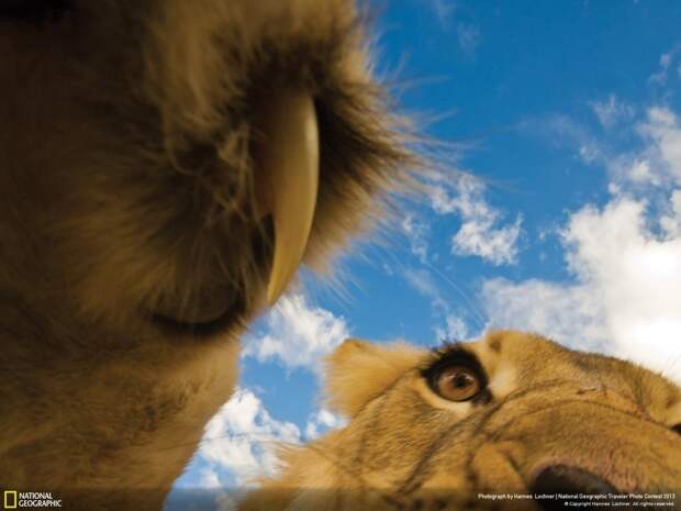 natgeocontest06 natgeocontest06 35 лучших фото животных на фотоконкурсе National Geographic Traveler