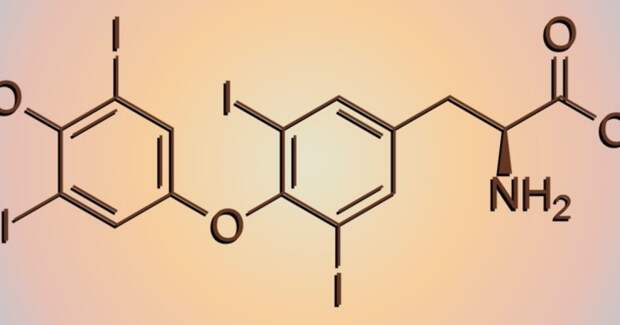 Щитовидка на ранних сроках беременности не повышает риск врожденных аномалий у детей