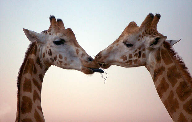 cute-animals-kissing-valentines-day-551__880