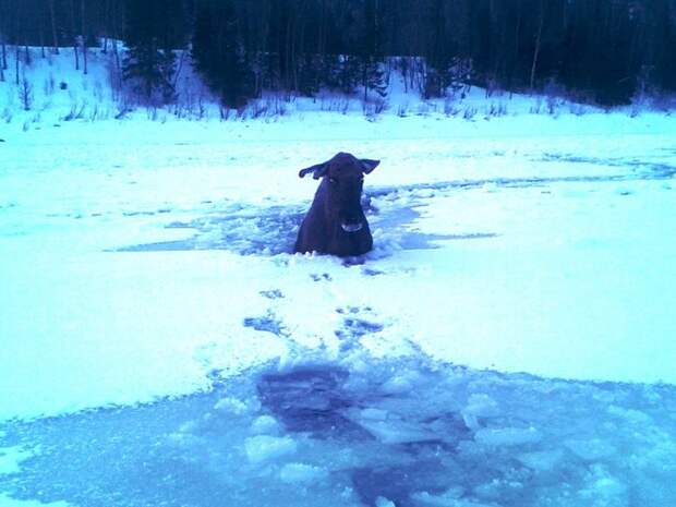лось