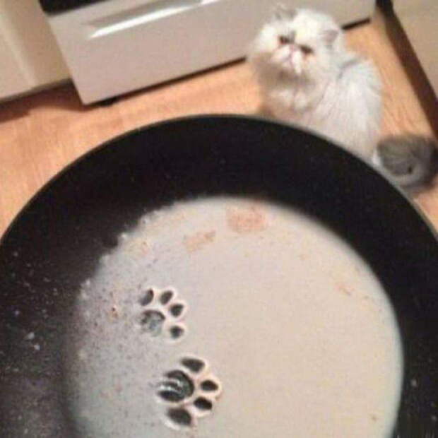 Забавные коты. часть 14 (30 фото)