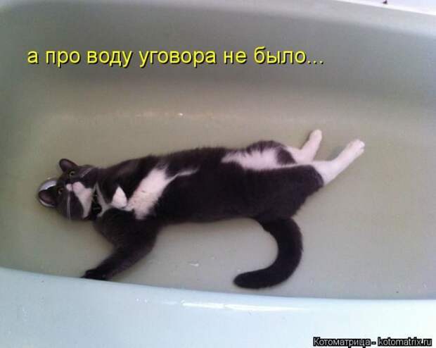 Лучшие котоматрицы недели