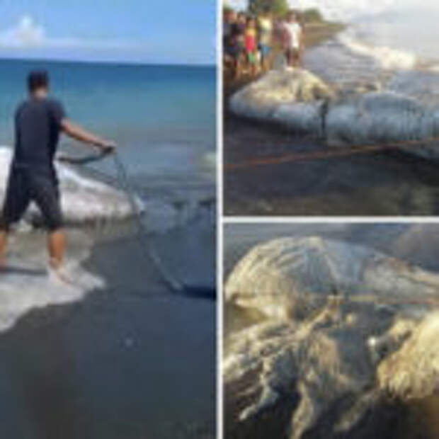 Лохматое морское чудовище напугало жителей Сан-Анонио