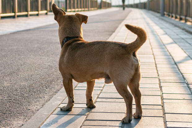 NYP: в США бездомная собака помогла полиции найти пропавшего ребенка