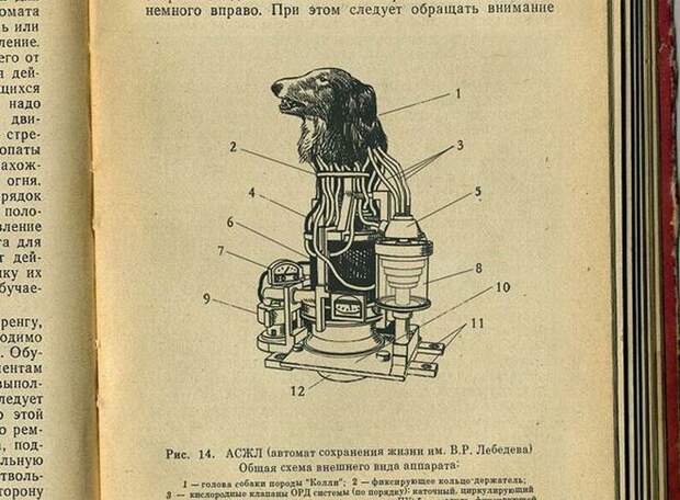 В первый период холодной войны были привлечены все силы советской науки для создания совершенного оружия. В 1958 году стартовал секретный советский проект по созданию робота-киборга. Научным консультантом был лауреат Нобелевской премии В. Мануйлов. В конструировании робота за исключением конструкторов участвовали медики и инженеры. Для экспериментов с целью подтверждения безопасности для человека предлагались мыши, крысы и собаки. Рассматривался вариант экспериментов над обезьянами, но выбор пал на собак, так как они лучше поддаются дрессировке и более спокойны чем обезьяны. Впоследствии этот проект получил имя