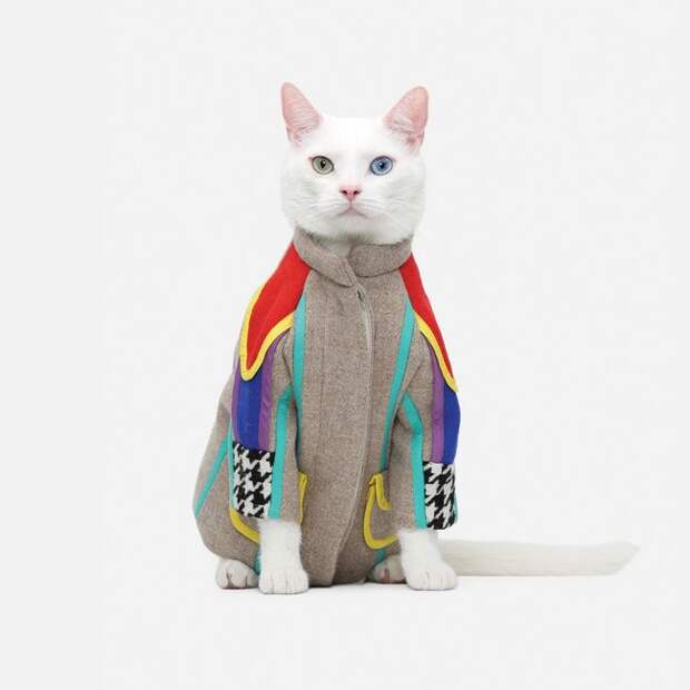 стильные кошки, кошки в модной одежде, модные коты