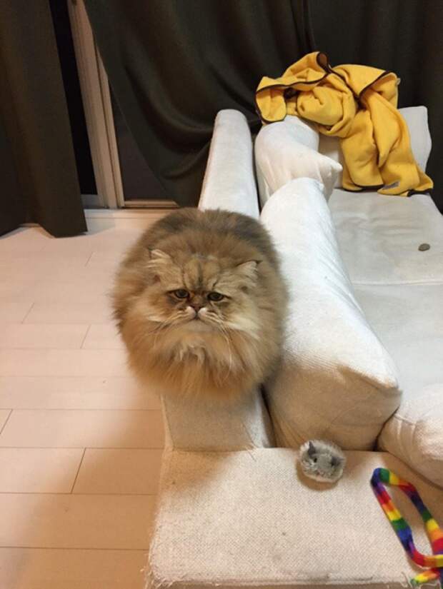 Животные-очаровашки (26 фото)