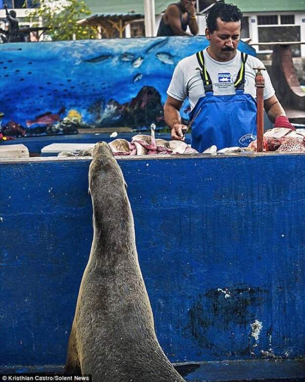 Необычный посетитель рыбного базара (3)
