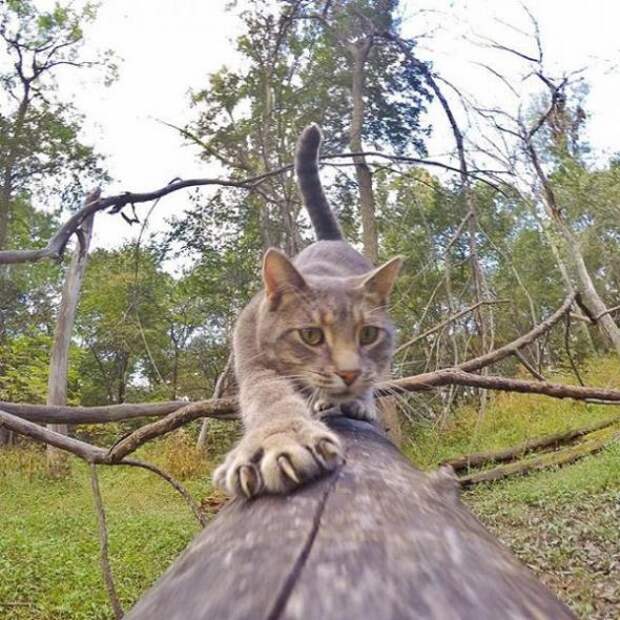 Кот научился делать крутые селфи (35 фото)