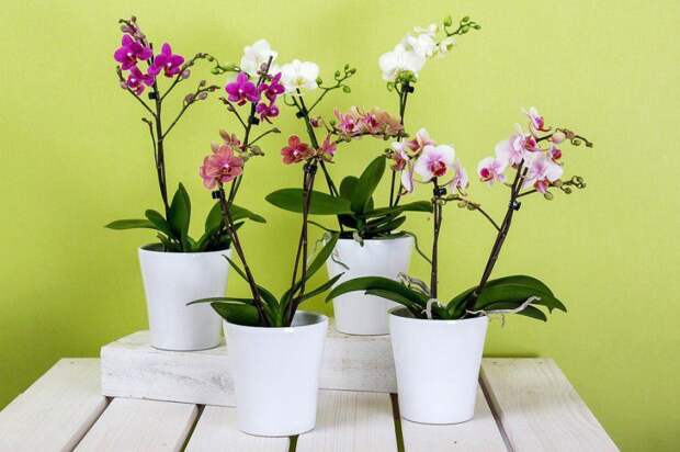 Орхидеи. Фото: pixabay.com
