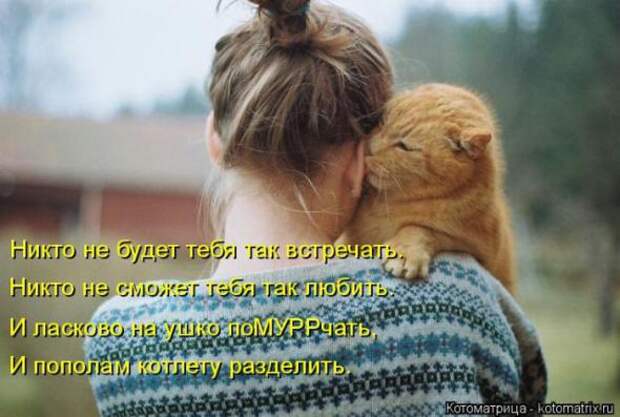 Котоматрицы(картинки с надписями)