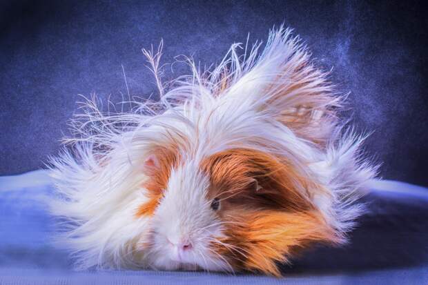 5. После купания guinea pig, животные, морская свинка
