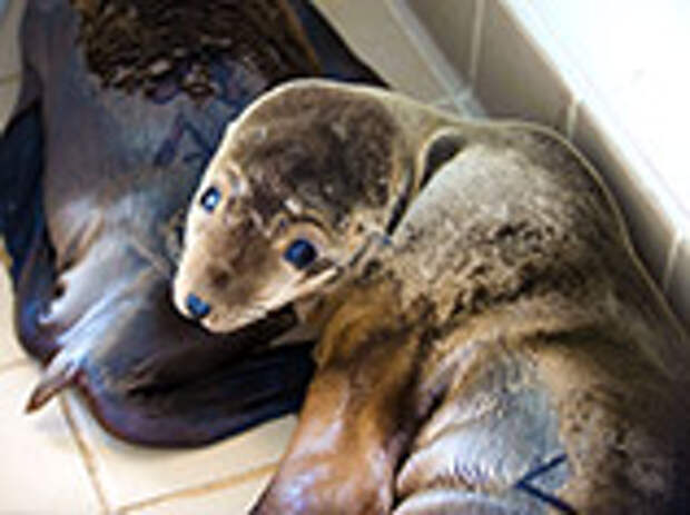 Рекордное число голодных и больных детенышей морских львов бродит по побережью Южной Калифорнии, наводняя спасательные центры и заставляя экспертов говорить об одной из худших ситуаций на их памяти Рекордное число голодных и больных детенышей морских львов бродит по побережью Южной Калифорнии, наводняя спасательные центры и заставляя экспертов говорить об одной из худших ситуаций на их памяти