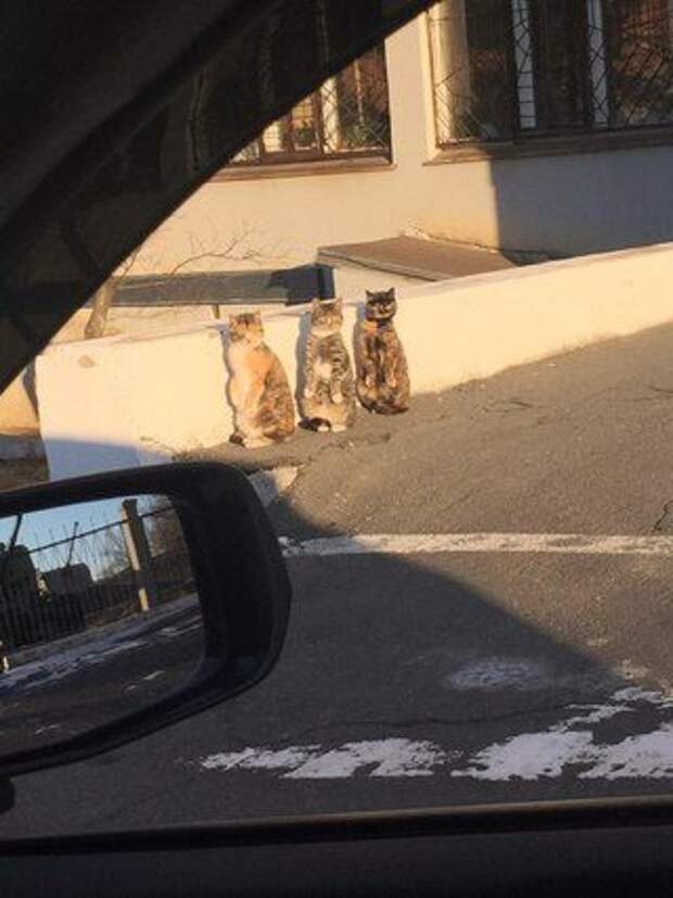 Супершедевры, которые сняты в нужный момент. Жмите лайк!