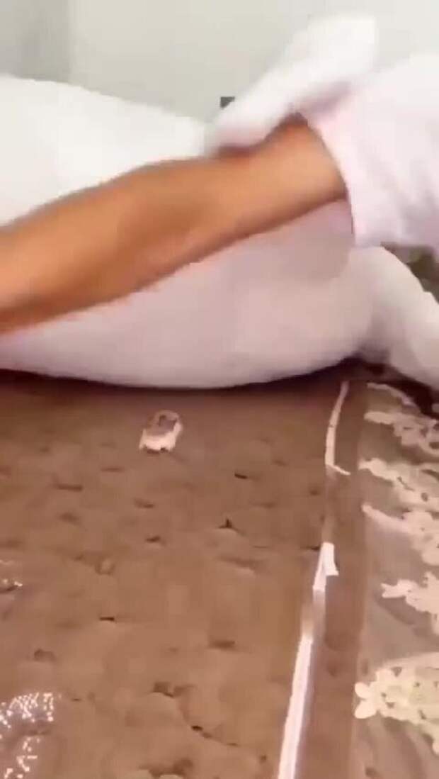 Смешные хомяки